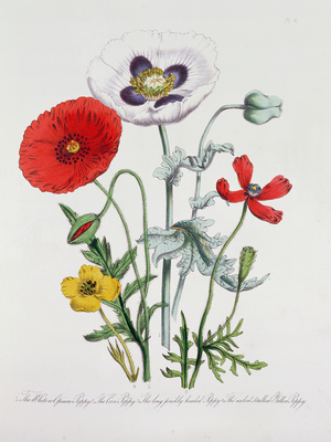 Poppies: Papaver, from British Wild Flowers, bookplate of John Egerton Falconer, London 1844