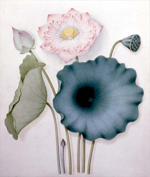 Study of a Waterlily by R Bowman