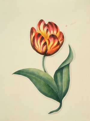 Tulip, from `Flowers', an English Botanical Manuscript, c.1840 (w/c)