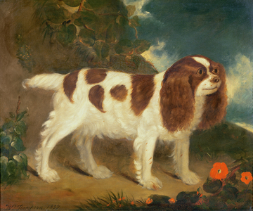 King Charles Spaniel