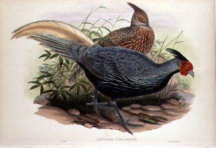 Euplocamus Lineatus, engraved by T. Walter, London, pub. between 1850-83 (hand-coloured litho)