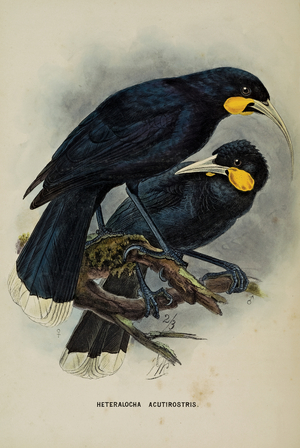 Huia, from 'A History of the Birds of New Zealand' by Walter Lawry Buller, 1873 (hand-coloured litho)
