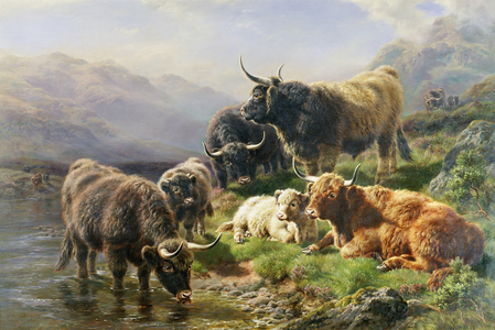 Highland Cattle (oil on canvas)