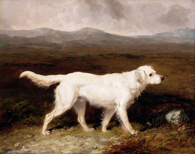 Charles Brett's White English Setter 'Sam' in a Moorland Landscape, 1836 (oil on board)