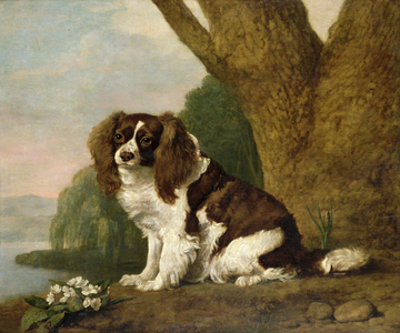Fanny, a brown and white spaniel, 1778 (oil on canvas)