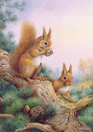 Pair of Red Squirrels on a Scottish Pine (w/c on paper)
