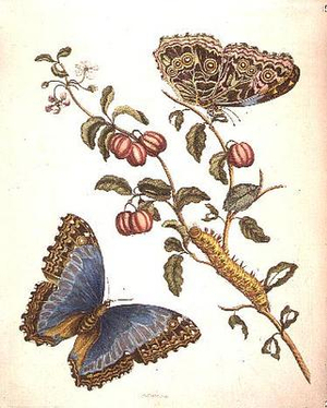 Butterflies and Caterpillar: engraved by P. Huytec (19th century)