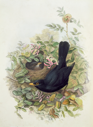 Blackbird, 1873 (pencil, watercolour on paper)