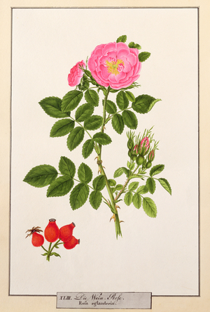 Rose: Eglanteria, 1805, by T.Goetz