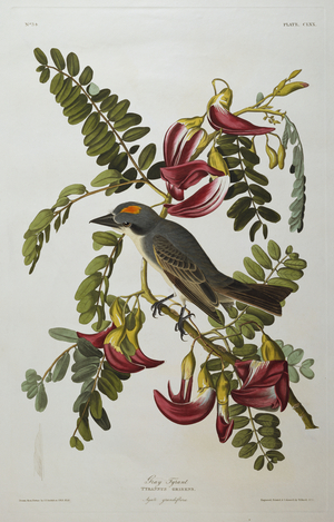 Gray Tyrant. Gray Kingbird (Tyrannus Dominicensis) from 'The Birds of America' (aquatint & engraving with hand-colouring)