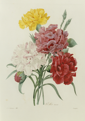 Carnations, from 'Choix des Plus Belles Fleures', c.1833 (hand coloured engraving)