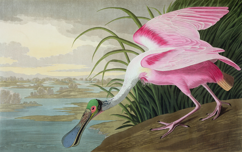 Roseate Spoonbill, Platalea leucorodia, from 'The Birds of America', 1836 (lithograph)