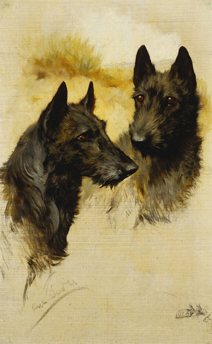 Two Scottish Terriers (oil on canvas)