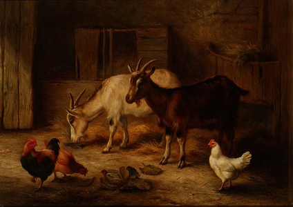 Goats and Poultry in a Barn