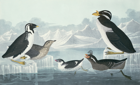 Black-Throated Guillemot, Nobbed-Billed Auk, Curled-Crested Auk, Horn-Billed Guillemot, drawn from nature (coloured engraving)