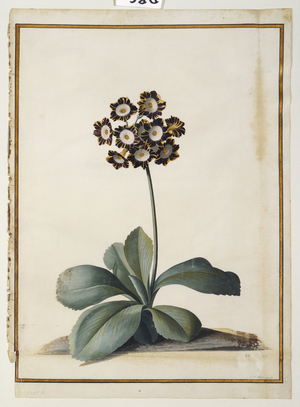 A Purple Variegated Auricula (w/c & bodycolour on vellum)