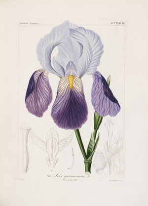 Bearded iris, engraved by Ch. Schnorr (hand-coloured litho)
