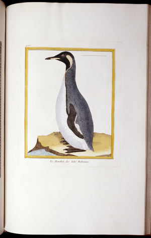 A Penguin, Falkland Islands, from 'Histoire Naturelle des Oiseaux', 1770-86 (hand-coloured engraving)