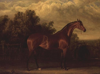 'Negotiator' a Bay Colt in a Wooded landscape