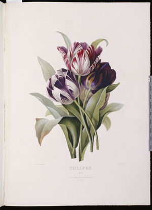 Tulips, from 'A Fine Series of Floral Bouquets' (hand coloured engraving)