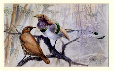 King bird of paradise, 1909 (w/c on paper)