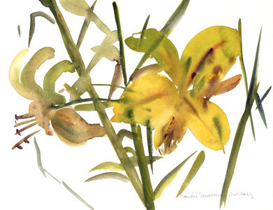 Lilies, 1987 (watercolour on paper)