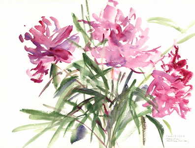 Peonies, 2004 (watercolour)