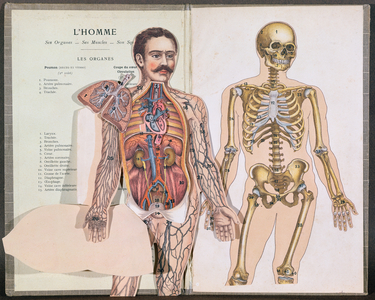 Man, his Organs, his Muscles and his Skeleton, from 'Anatomie Elementaire' by Dr. Lelievre (lithograph)