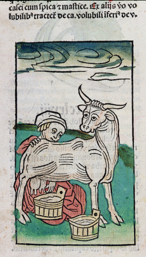 A Maid Milking a Cow, 1491 (coloured woodcut)
