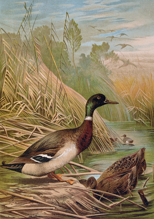 Mallards, illustration from a Hungarian natural history book, 1904 (colour litho)