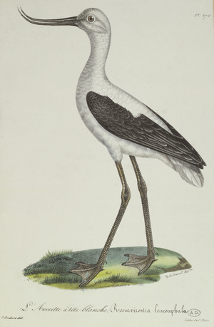 White-Headed Avocet, early 19th century (colour engraving)