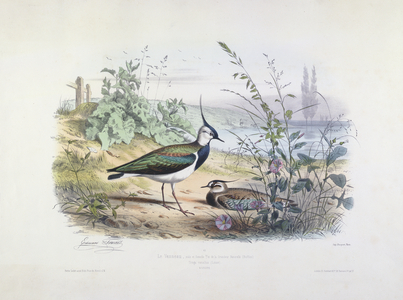 Female and Male Lapwing (colour engraving)