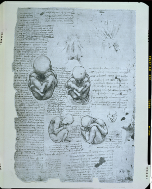 Five Views of a Foetus in the Womb, facsimile copy (pen & ink on paper)