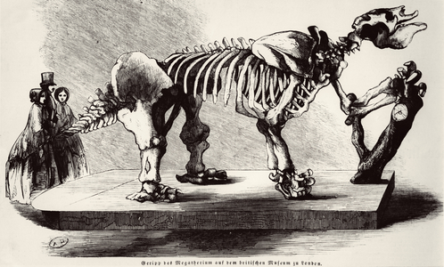 Megatherium Skeleton at the British Museum (engraving) (b/w photo)