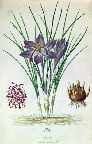 Saffron (Crocus Sativus) (coloured engraving)