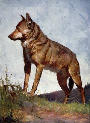 The Central European Wolf, c.1900 (colour litho)