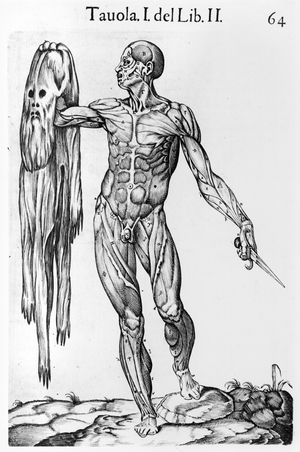 Anatomical Study, 1560 (engraving)