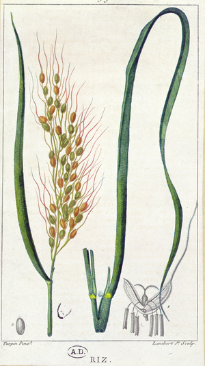 Rice, c.1820 (colour engraving)