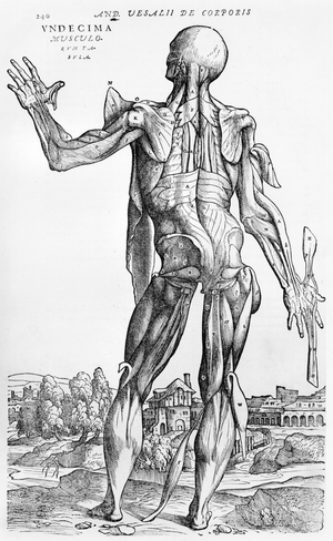 Anatomical Study, illustration from 'De Humani Corporis Fabrica' by Andreas Vesalius (1514-64) Basel, 1543 (engraving)
