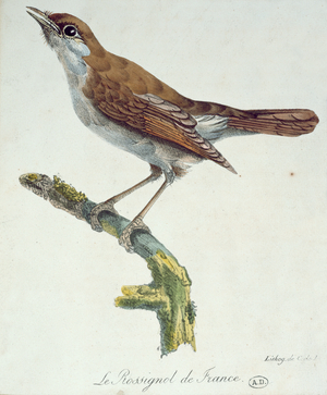 The Nightingale of France, c.1830 (colour litho)