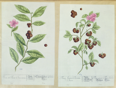 Tea and China Tea, plate from 'Herbarium Blackwellianum' published 1757 in Nuremberg, Germany (colour engraving)