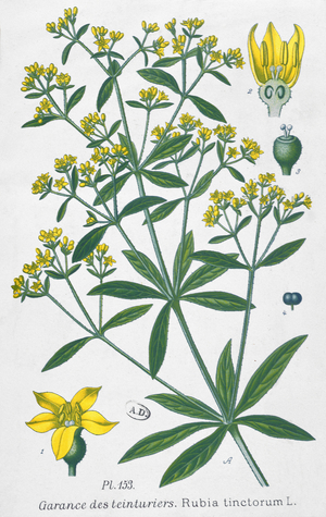Dyers Madder (Rubia Tinctorum) (coloured engraving)