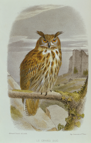 Eurasian Eagle Owl (Bubo Bubo) (colour litho)