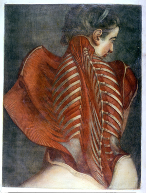 The Flayed Angel', from 'Myologie Complette en Couleur et Grandeur Naturelle', 1746 (mezzotint)