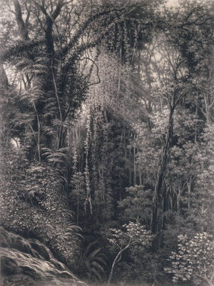 View of the Gorge above Apia, Upolu, Western Samoa, 1877 (charcoal on paper)