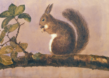 Study of a squirrel on a branch, c.1840 (w/c on paper)