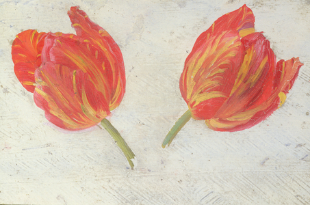 Studies of tulips, c.1830 (oil on paper)