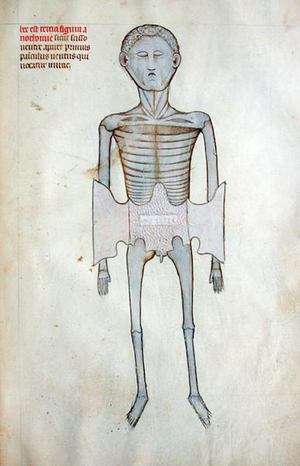 Abdominal Wall, from 'Liber notabilium Philippi Septimi, francorum regis, a libris Galieni extractus', by Guy of Pavia, 1345 (vellum)
