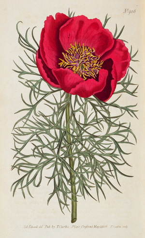 Peony: Paeonia tennifolia, by William Curtis from `Botanical Magazine', Volume for 1806