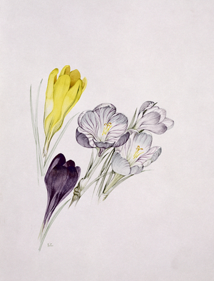 Crocus